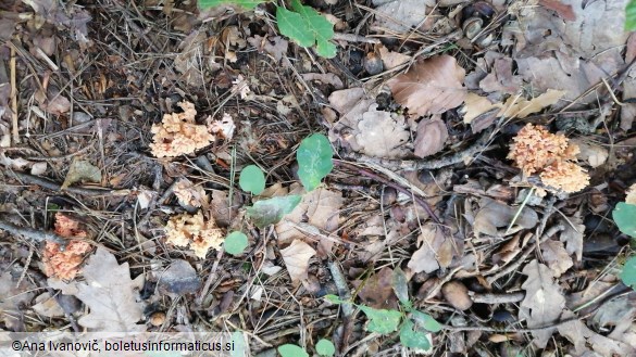 Ramaria botrytis