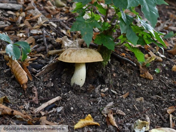 Hemileccinum depilatum