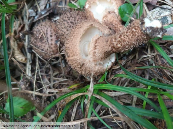 Echinoderma calcicola