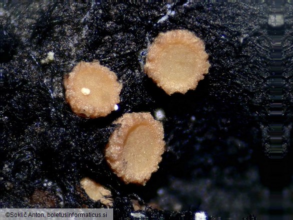 Sarea resinae