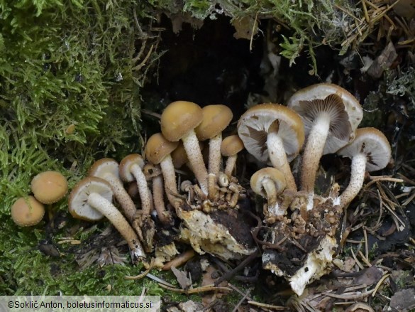 Kuehneromyces mutabilis