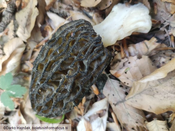 Morchella costata