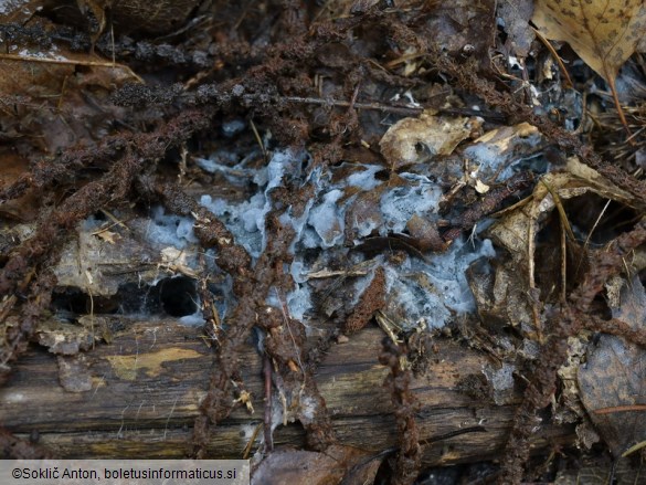 Byssocorticium atrovirens