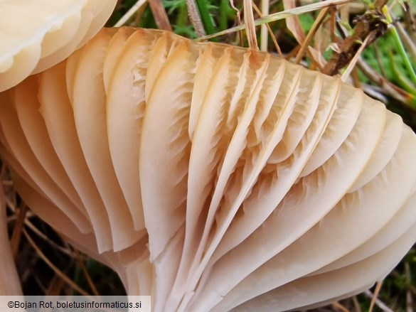 Cuphophyllus colemannianus