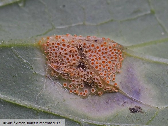 Puccinia bromina