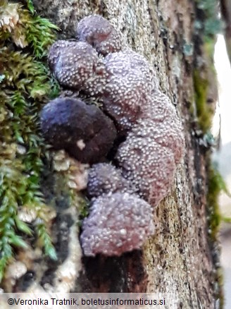 Hypoxylon fuscum