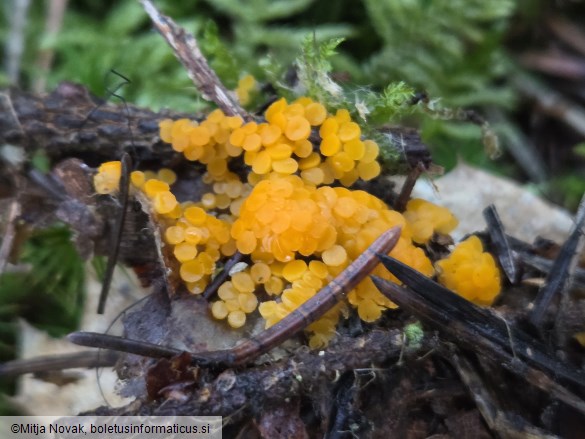 Byssonectria terrestris