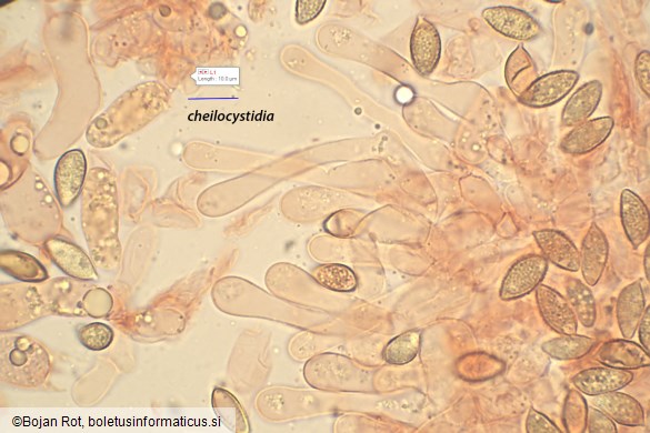 Hebeloma pseudofragilipes