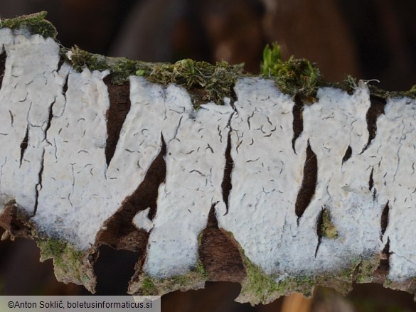 Radulomyces rickii