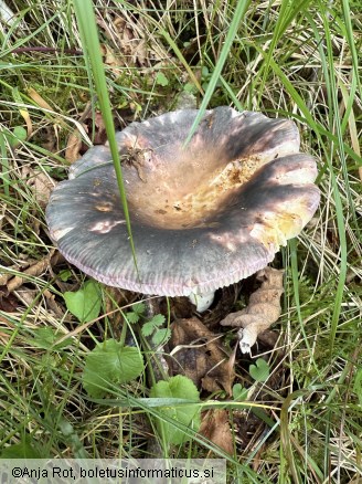 Russula grisea