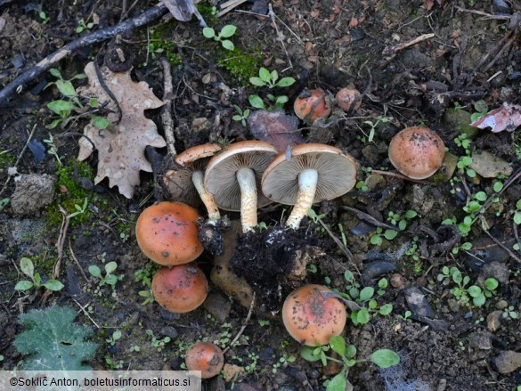 Pholiota carbonaria