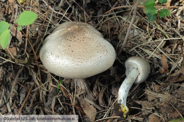 Agaricus moelleri