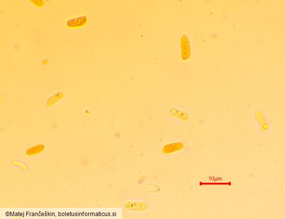 Panellus violaceofulvus