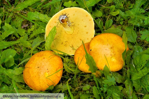 Suillus granulatus