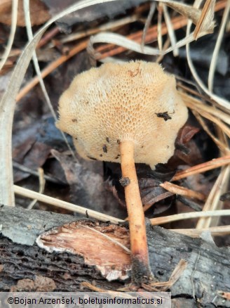 Polyporus arcularius