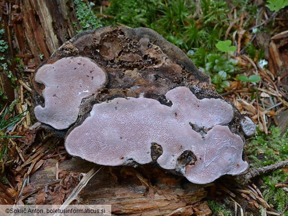 Rhodofomes roseus