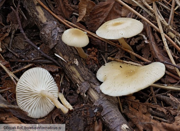 Tephrocybe platypus
