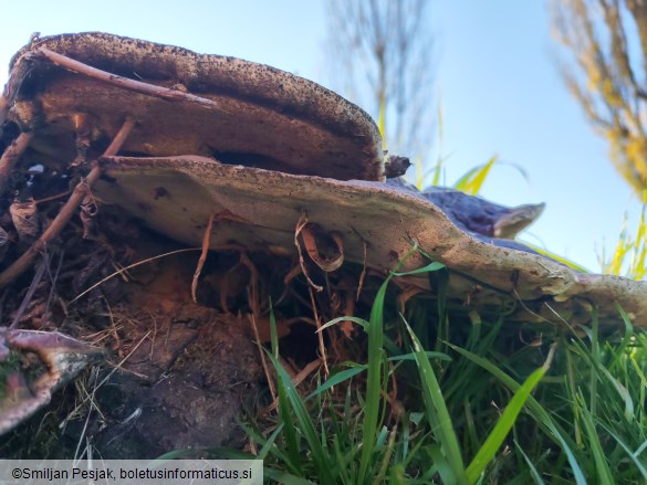 Ganoderma resinaceum