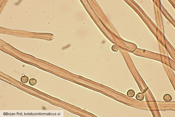 Tulostoma squamosum