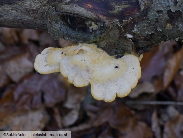 Phyllotopsis nidulans
