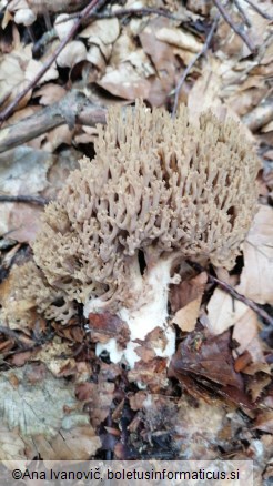 Ramaria fennica