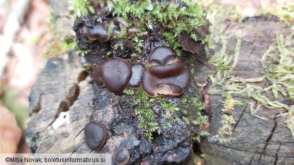 Pachyella violaceonigra