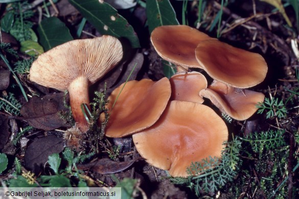 Lactarius atlanticus