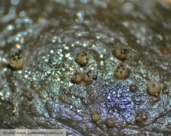Ascobolus immersus