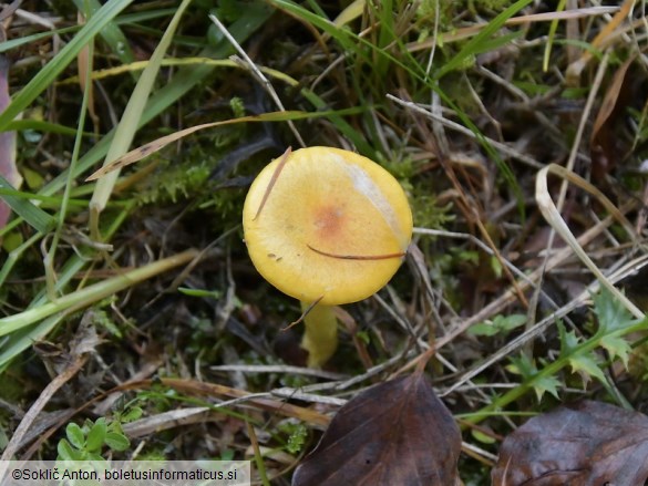 Hygrophorus speciosus