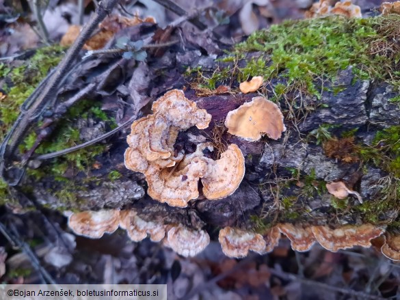Stereum hirsutum