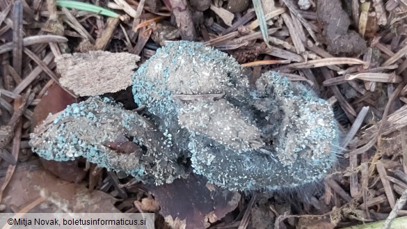 Penicillium vulpinum