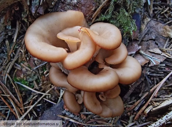 Lentinellus cochleatus