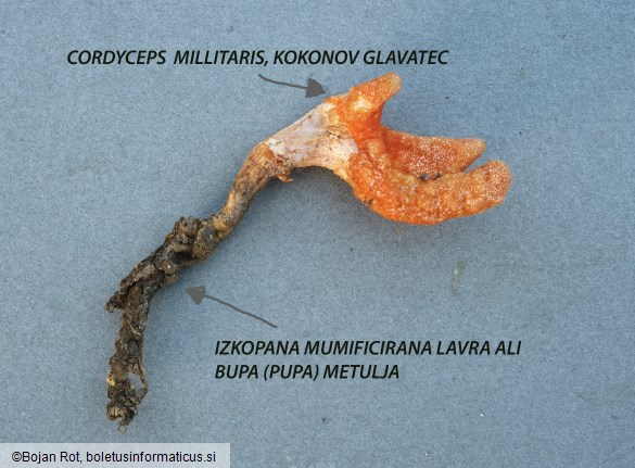Cordyceps militaris