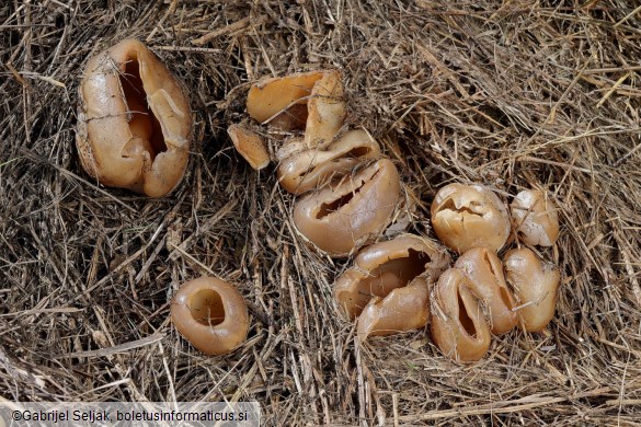 Peziza vesiculosa