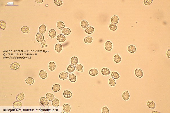 Melanoleuca luteolosperma