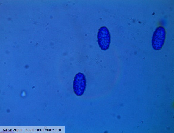 Paragalactinia michelii