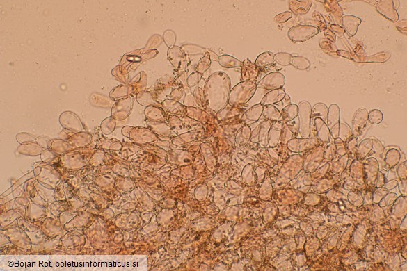 Otidea concinna