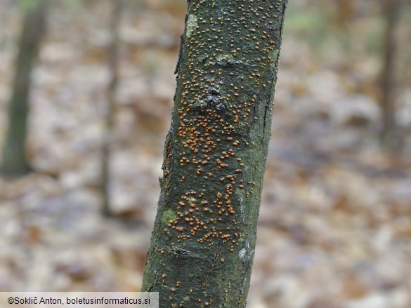 Cryphonectria parasitica