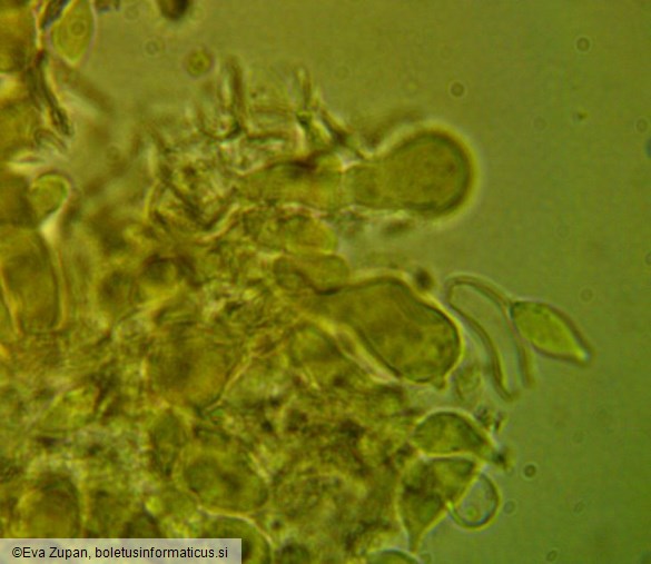 Tulasnella pallida