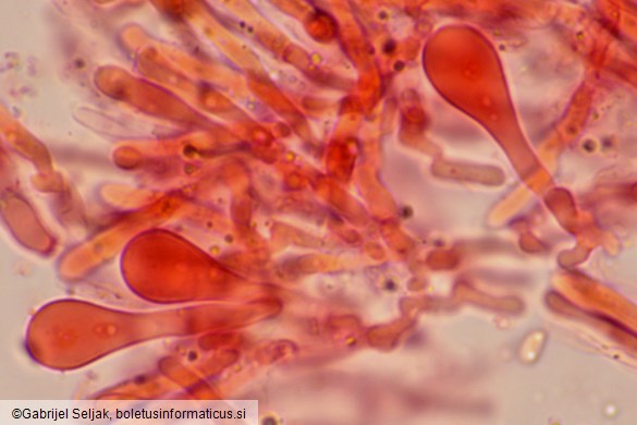 Phlebia rufa