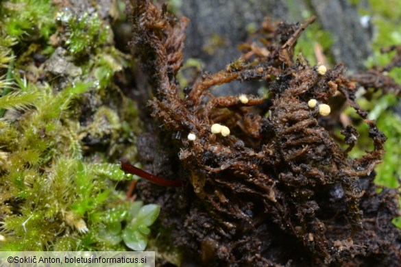 Bactridium flavum