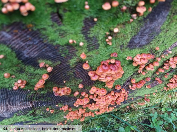 Xeromphalina campanella