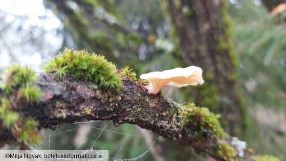 Neofavolus suavissimus