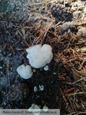 Lyophyllum connatum