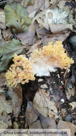 Ramaria formosa