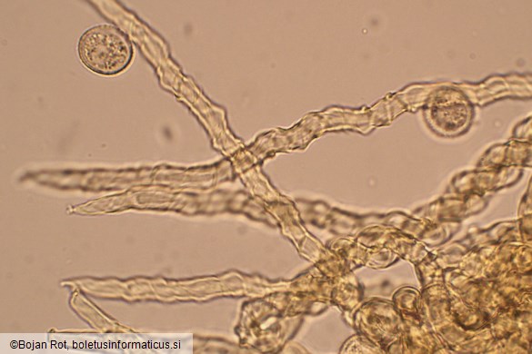Trichia varia