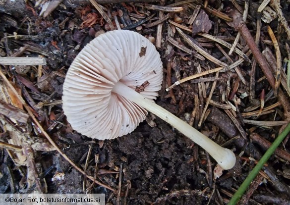 Pluteus plautus