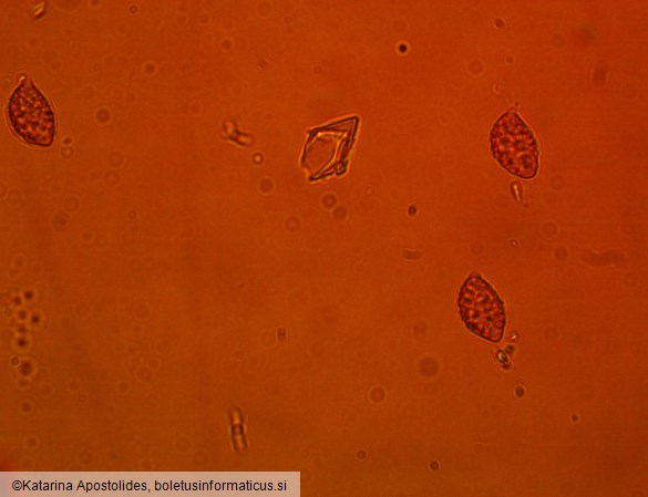Calonarius suaveolens