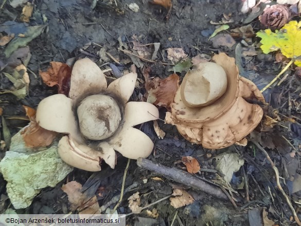 Geastrum triplex