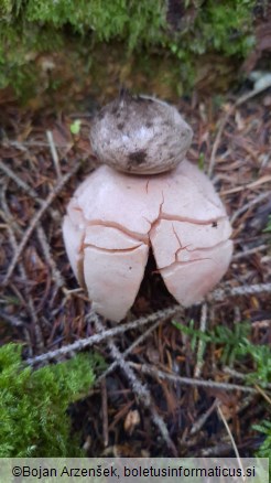 Geastrum rufescens